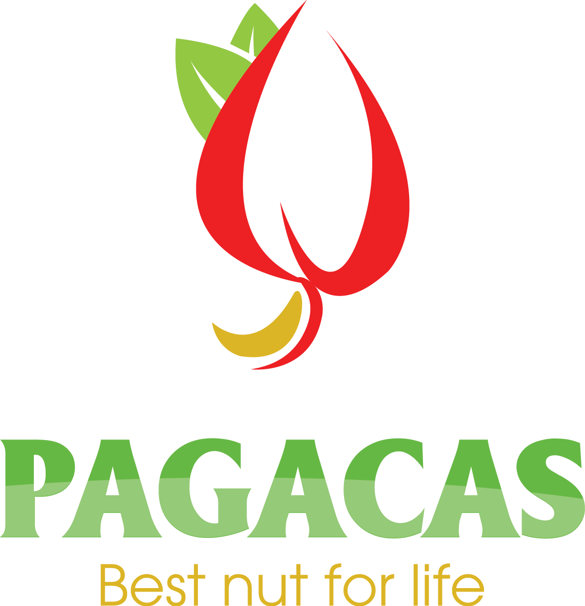 Hạt điều Pagacas - Chuyên sản xuất và cung cấp hạt điều Bình Phước