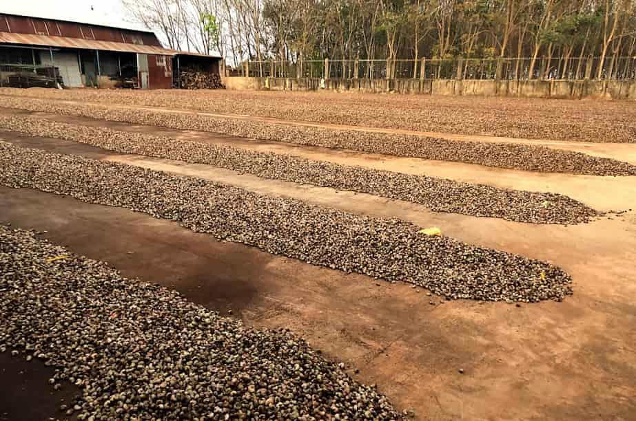 Hạt điều Việt Nam được phơi tại sân phơi của Pagacas