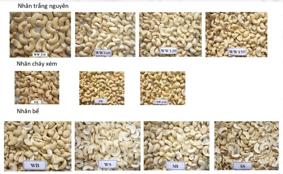 Nguyên tắc phân loại nhân điều