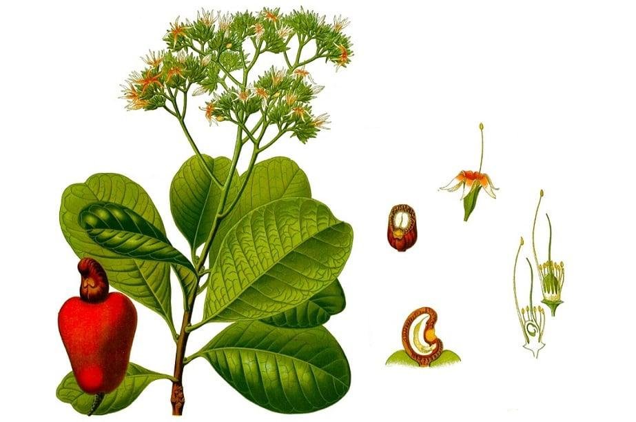Điều là gì Điều là gì