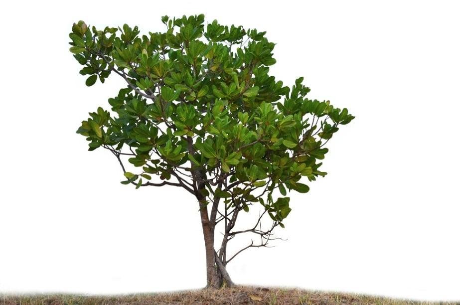 Nguồn gốc của cây điều Nguồn gốc của cây điều